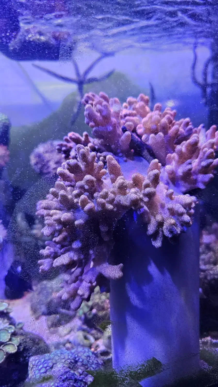 AB SHORسینولاریا آب شور و و  و|ماهی|تهران, جوادیه تهرانپارس|دیوار