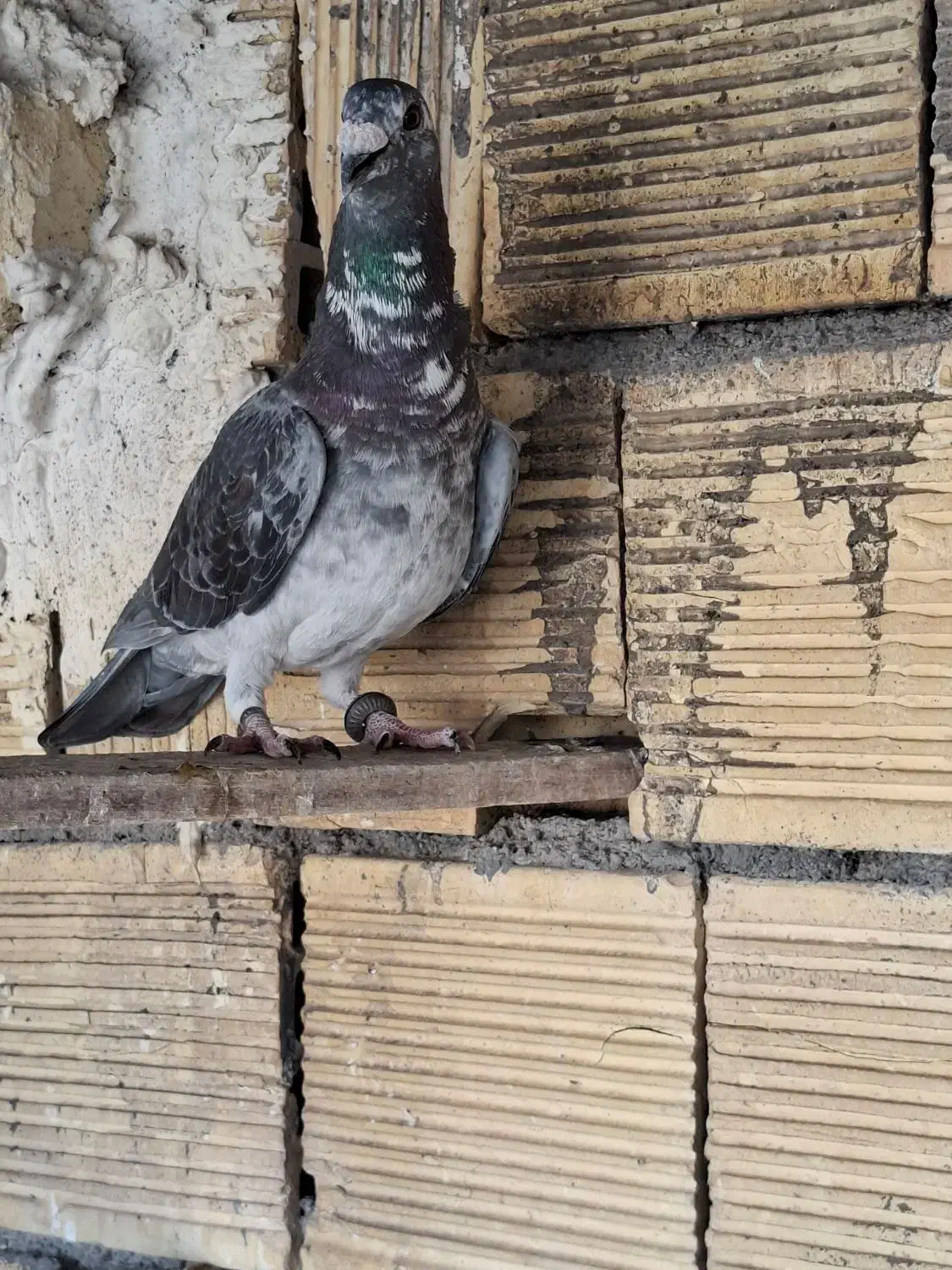 نر بزک و گوره ای|پرنده|مبارکه, |دیوار