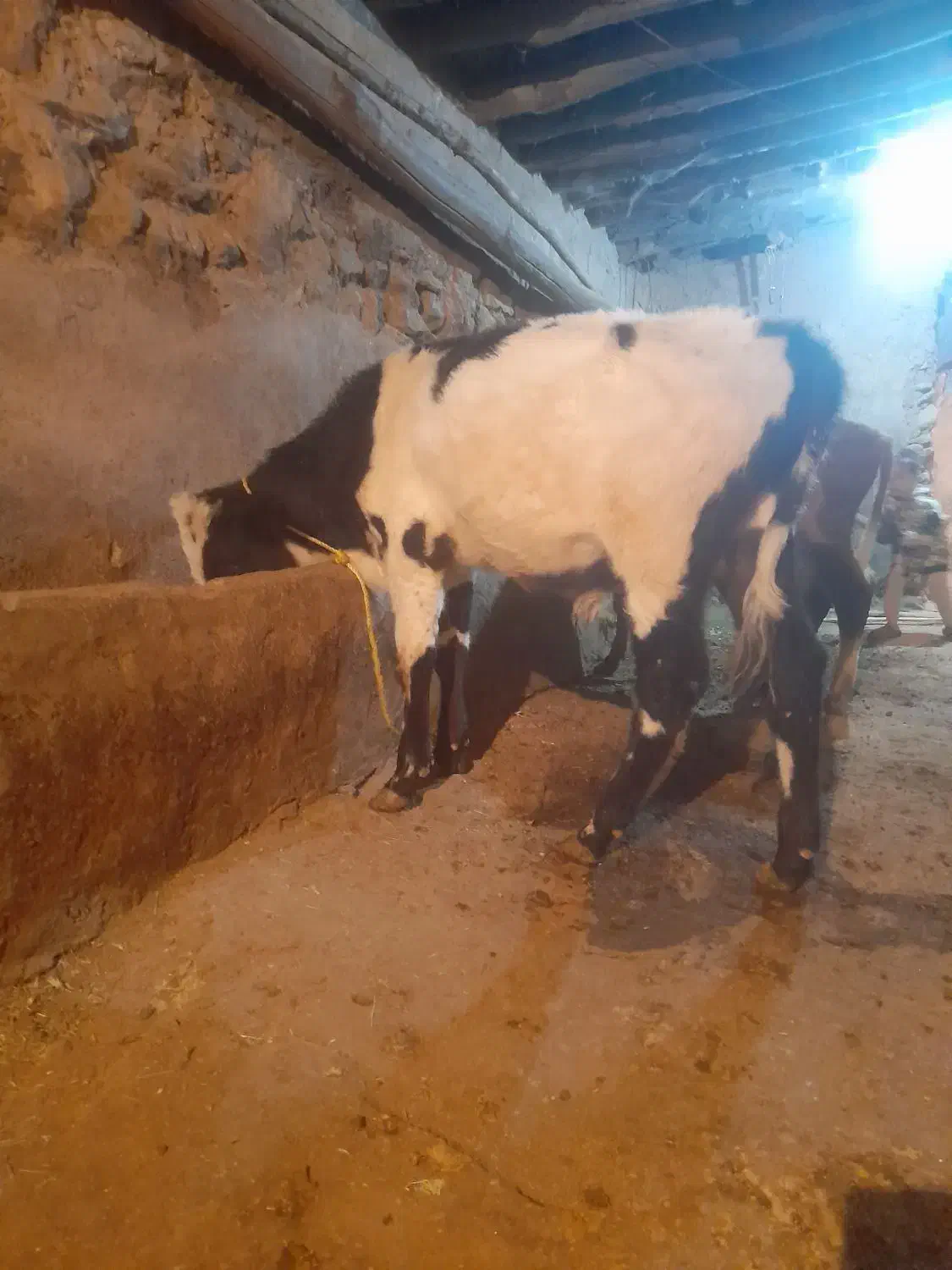 گاو گوساله|حیوانات مزرعه|خرمدره, |دیوار