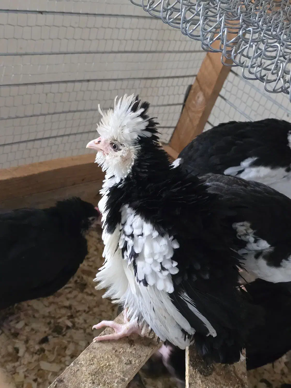 فروش تخم نطفه دار نژاد اصیل گلین لری کرچ شو|حیوانات مزرعه|تنکابن, |دیوار