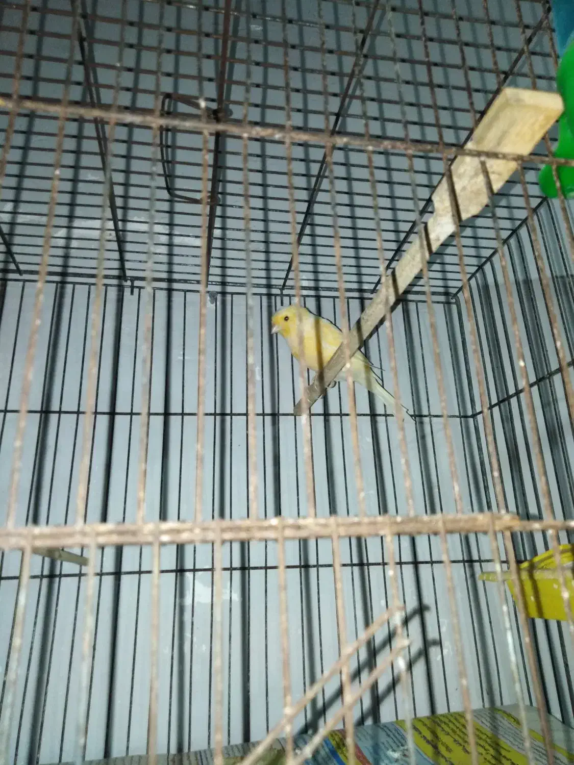 قناری|پرنده|ساری, |دیوار