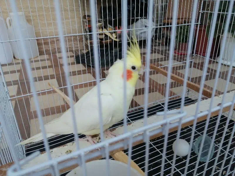 عروس هلندی نر|پرنده|گالیکش, |دیوار