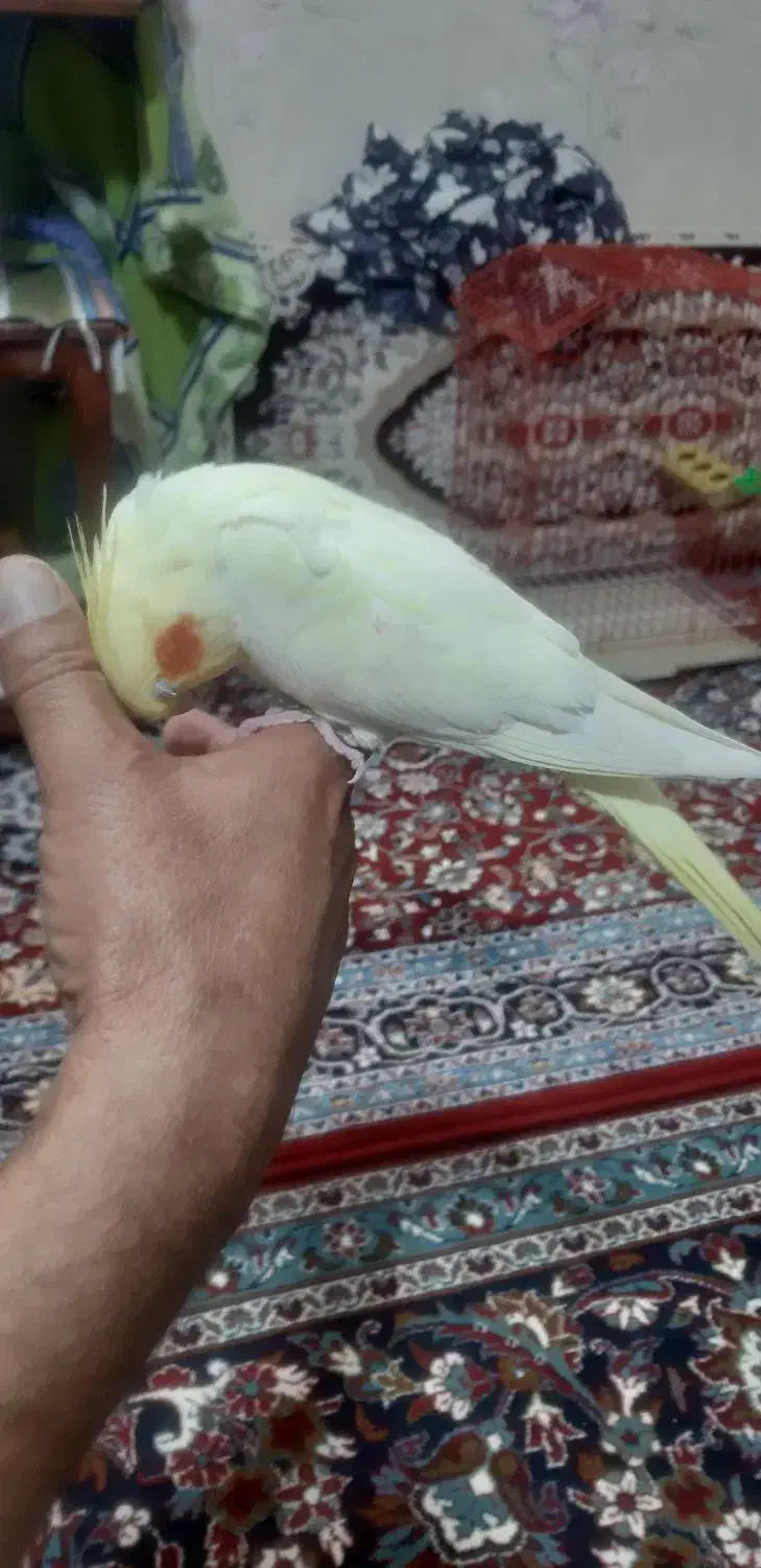 عروس هلندی|پرنده|مشهد, حجت|دیوار