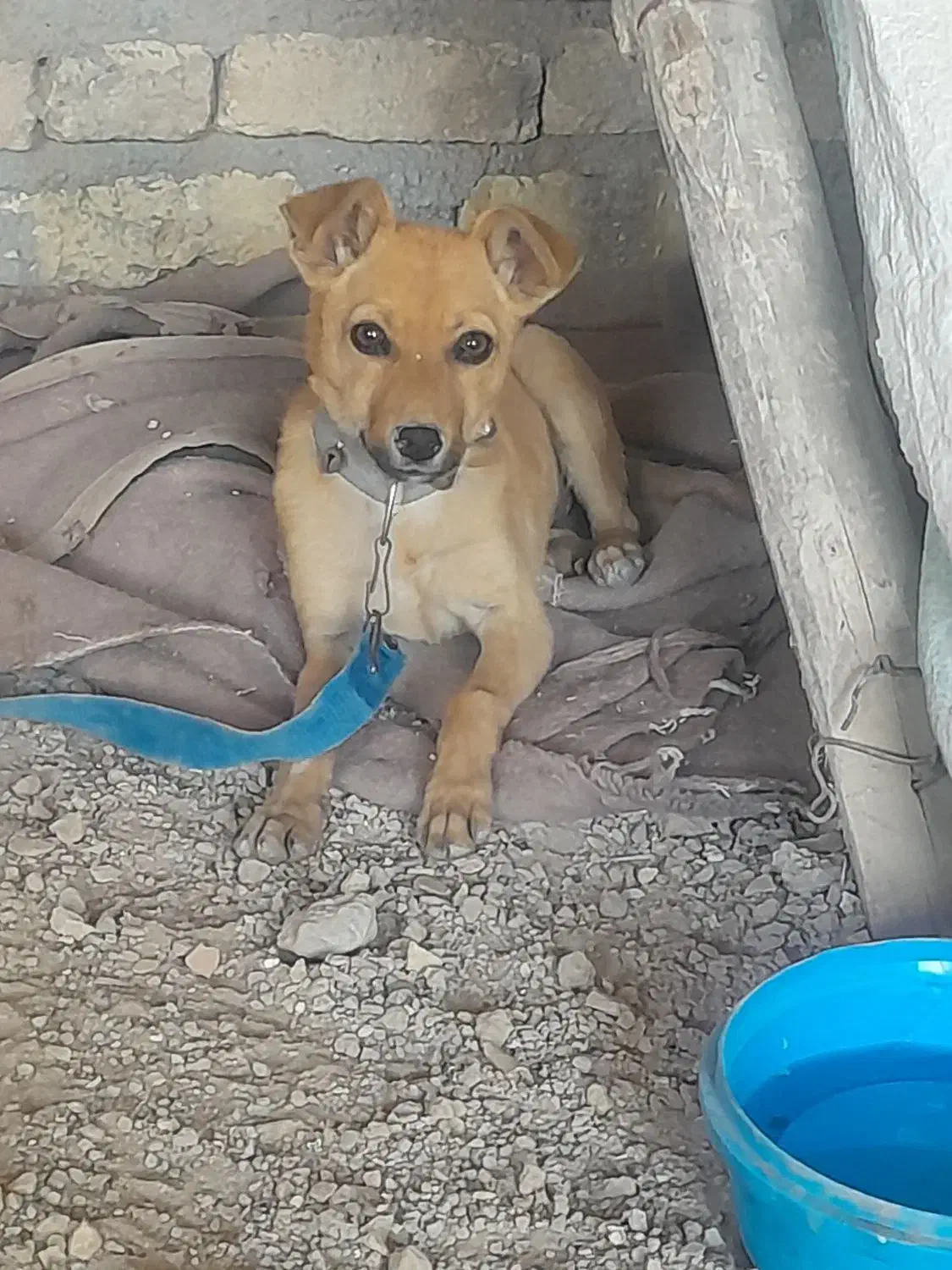 سگ پا کوتاه|سگ|بجنورد, |دیوار