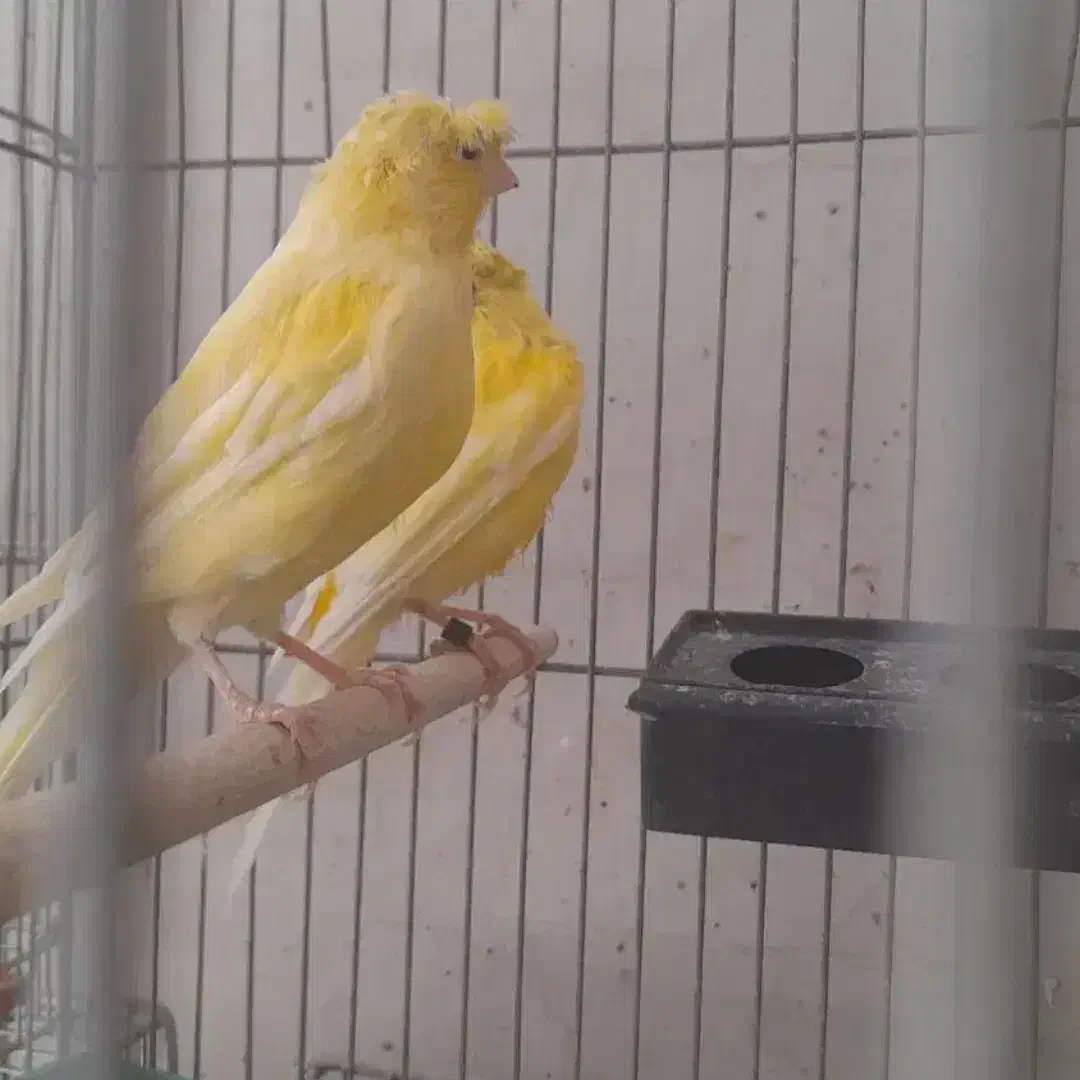 جفت قناری کاکلی زرد|پرنده|فولادشهر, باغشاد|دیوار