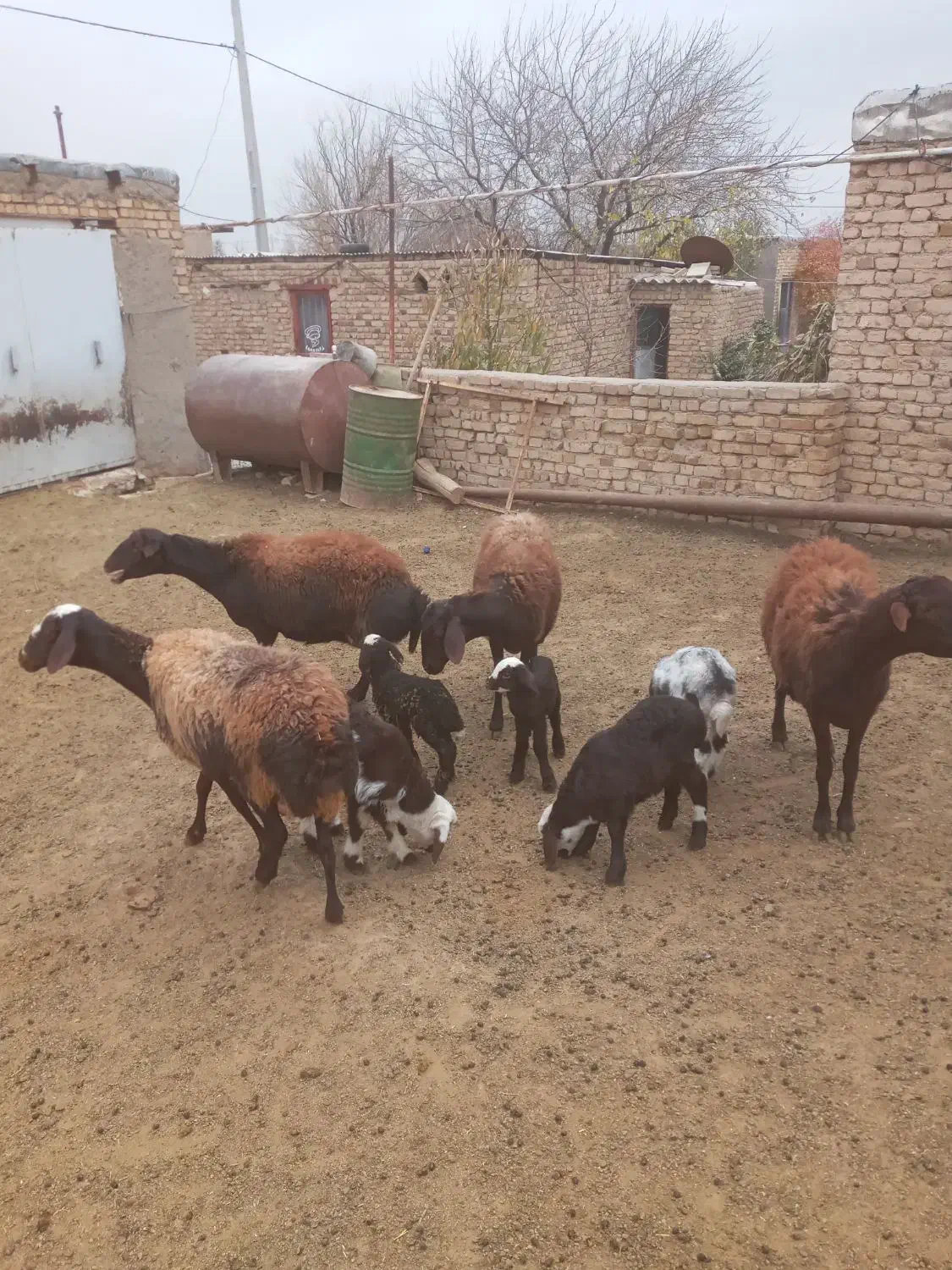 ۴ عدد میشه بره دار بره های پلنگی|حیوانات مزرعه|باغ حلی, |دیوار
