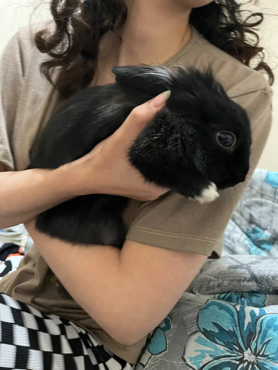 واگذاری خرگوش|موش و خرگوش|شیراز, غدیر شمالی|دیوار