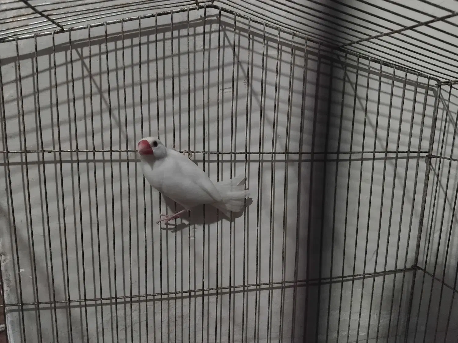 فنچ‌ نرگسی یا مصری  نر سفید|پرنده|صدرا-فارس, فاز ۲|دیوار