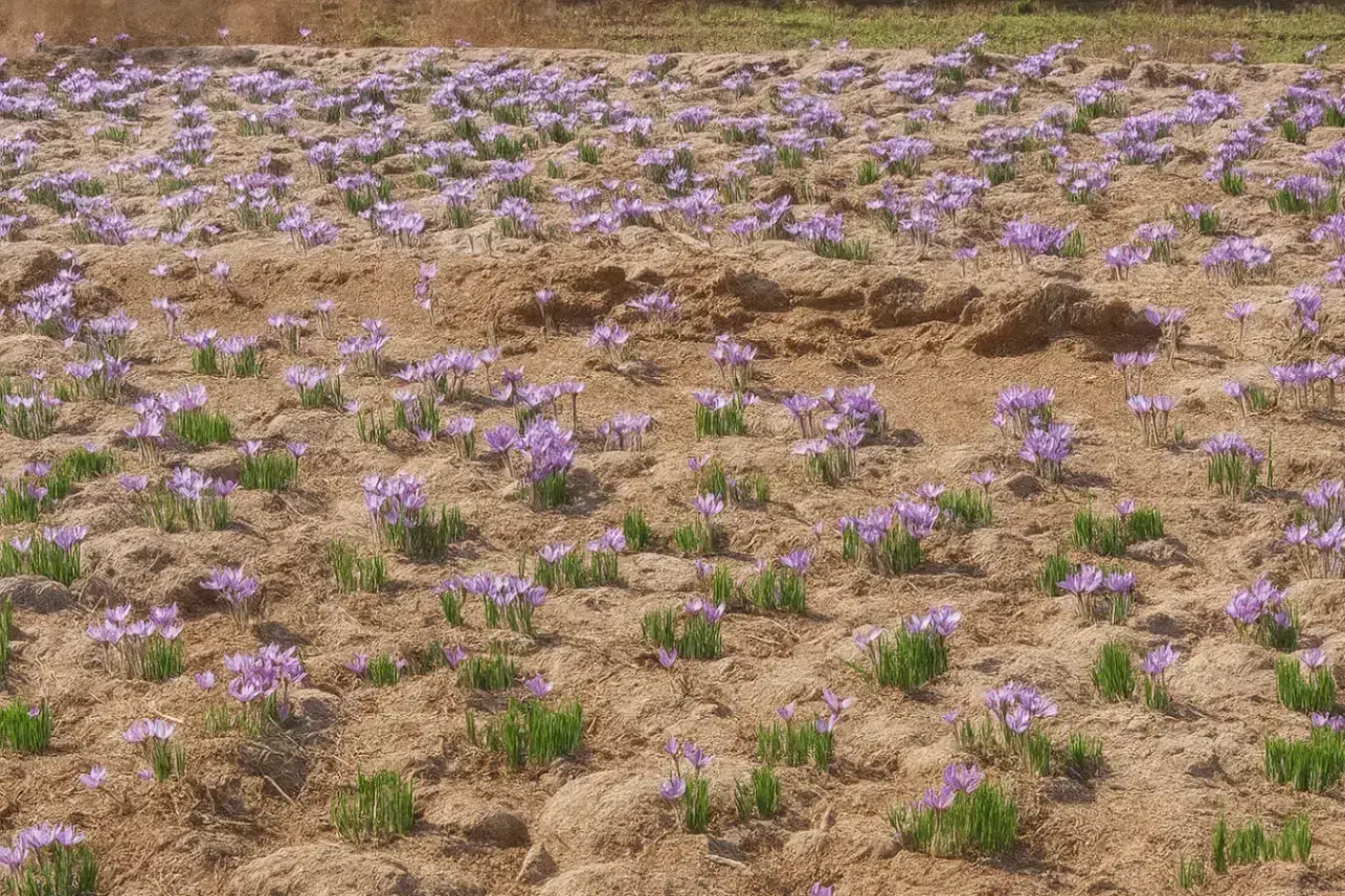 زمین کشاورزی ، رونده و آماده کاشت|فروش دفتر صنعتی، کشاورزی، تجاری|زاوه, |دیوار