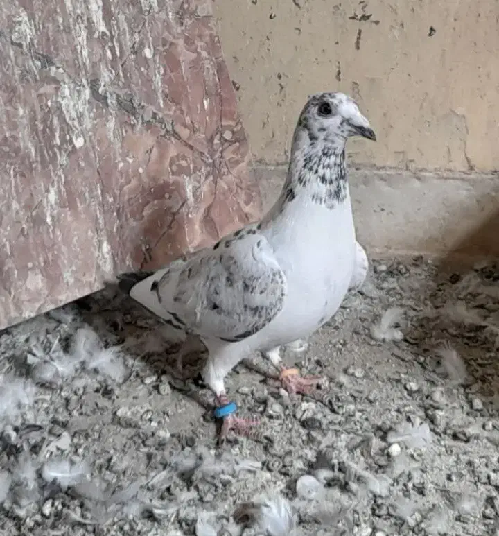 کفتر|پرنده|بم, |دیوار