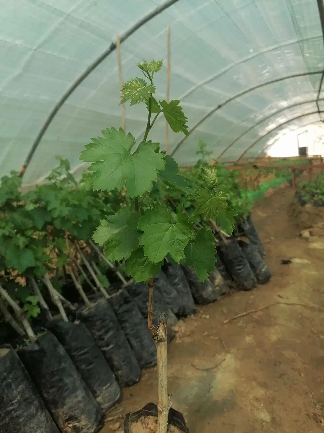 فروش نهال گلدانی انگور (دوساله) کاشمر|خدمات باغبانی و درختکاری|تربت‌حیدریه, آبشار|دیوار