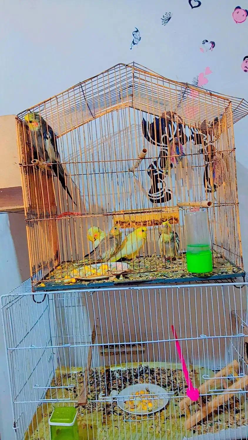 تعدادی عروس هلندی جوان و جوجه|پرنده|گنبد کاووس, |دیوار