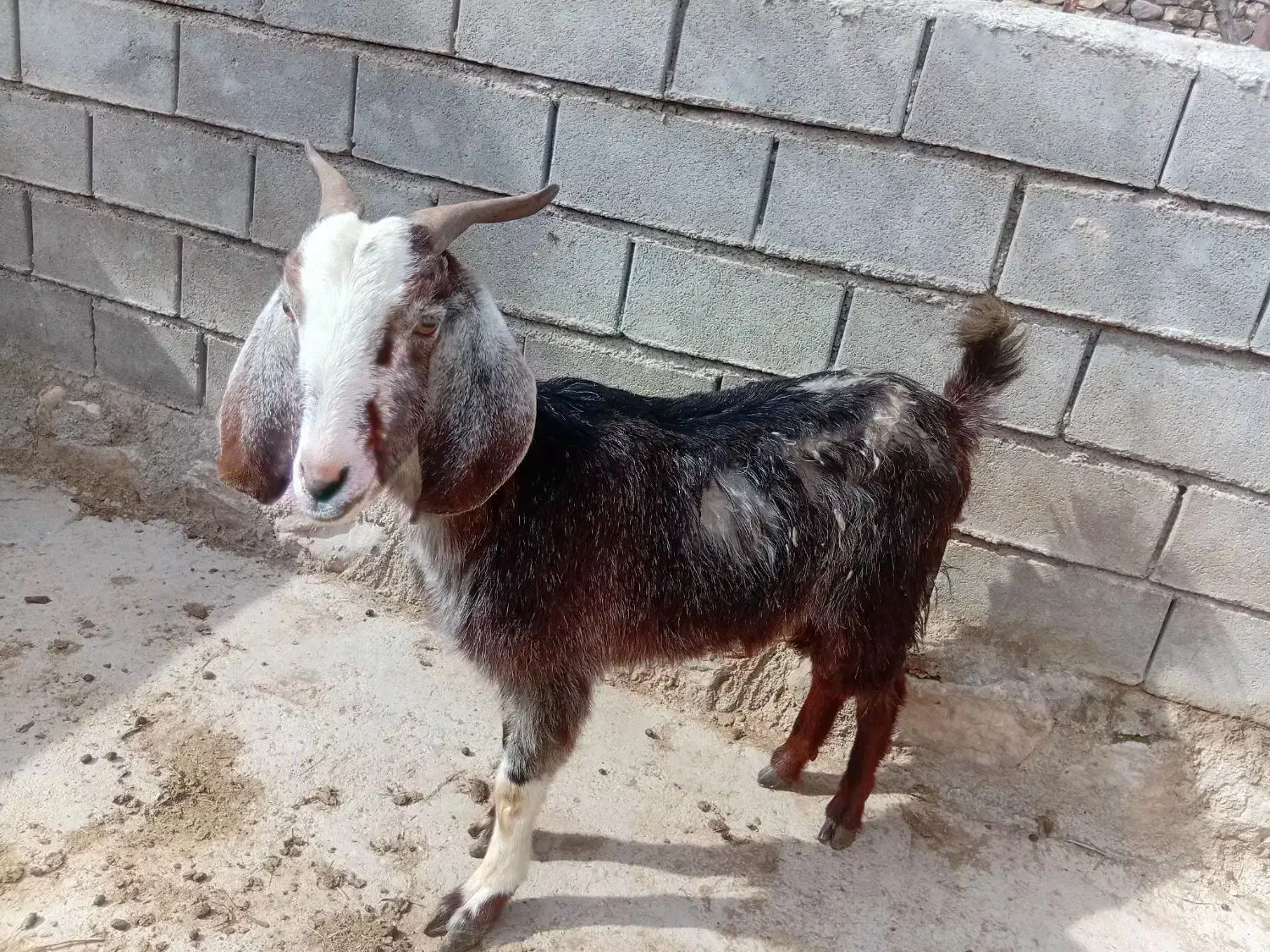 بزپاکستانی|حیوانات مزرعه|فاروج, |دیوار