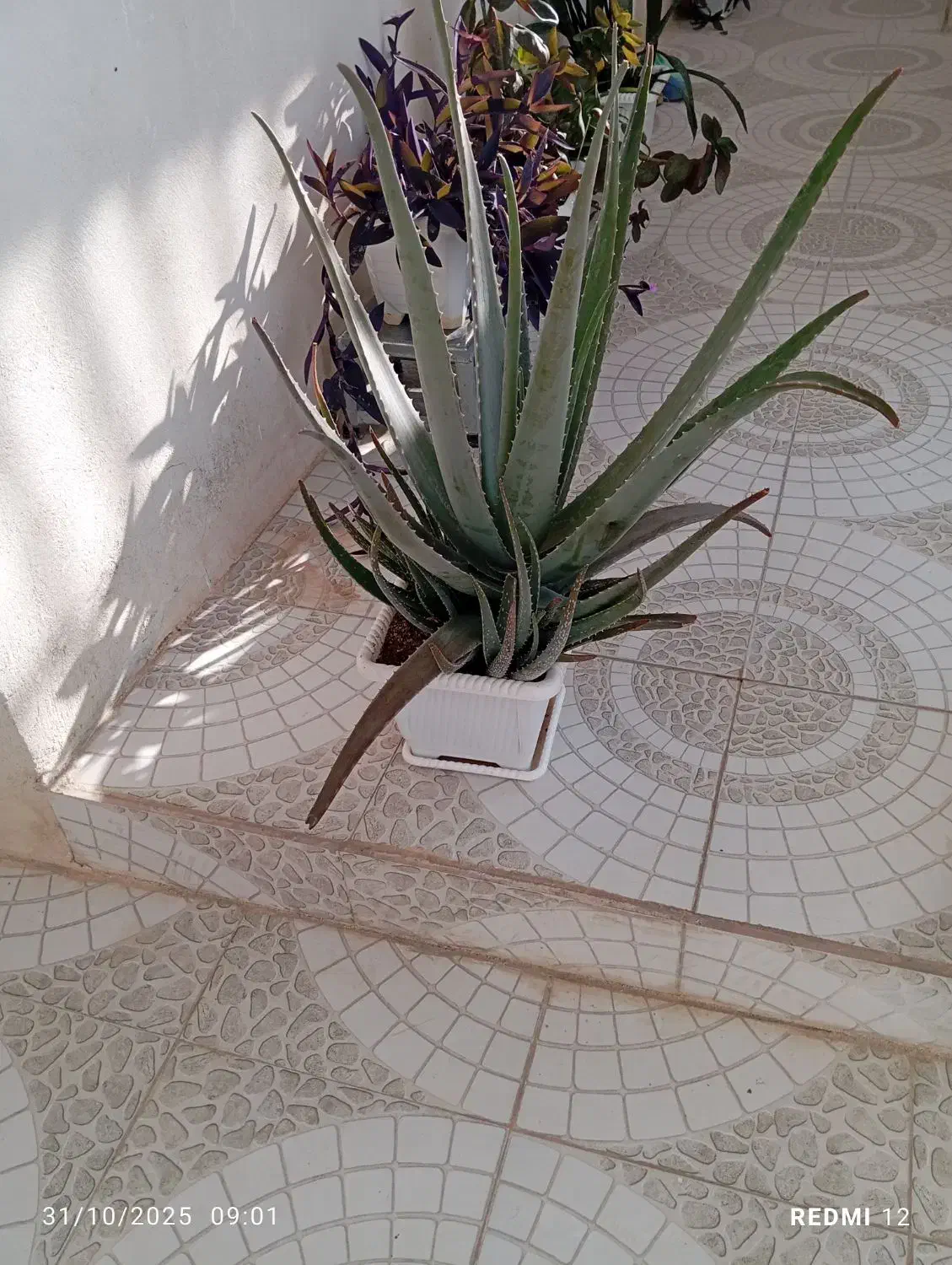 گل فروشی|گل و گیاه طبیعی|ایلام, |دیوار