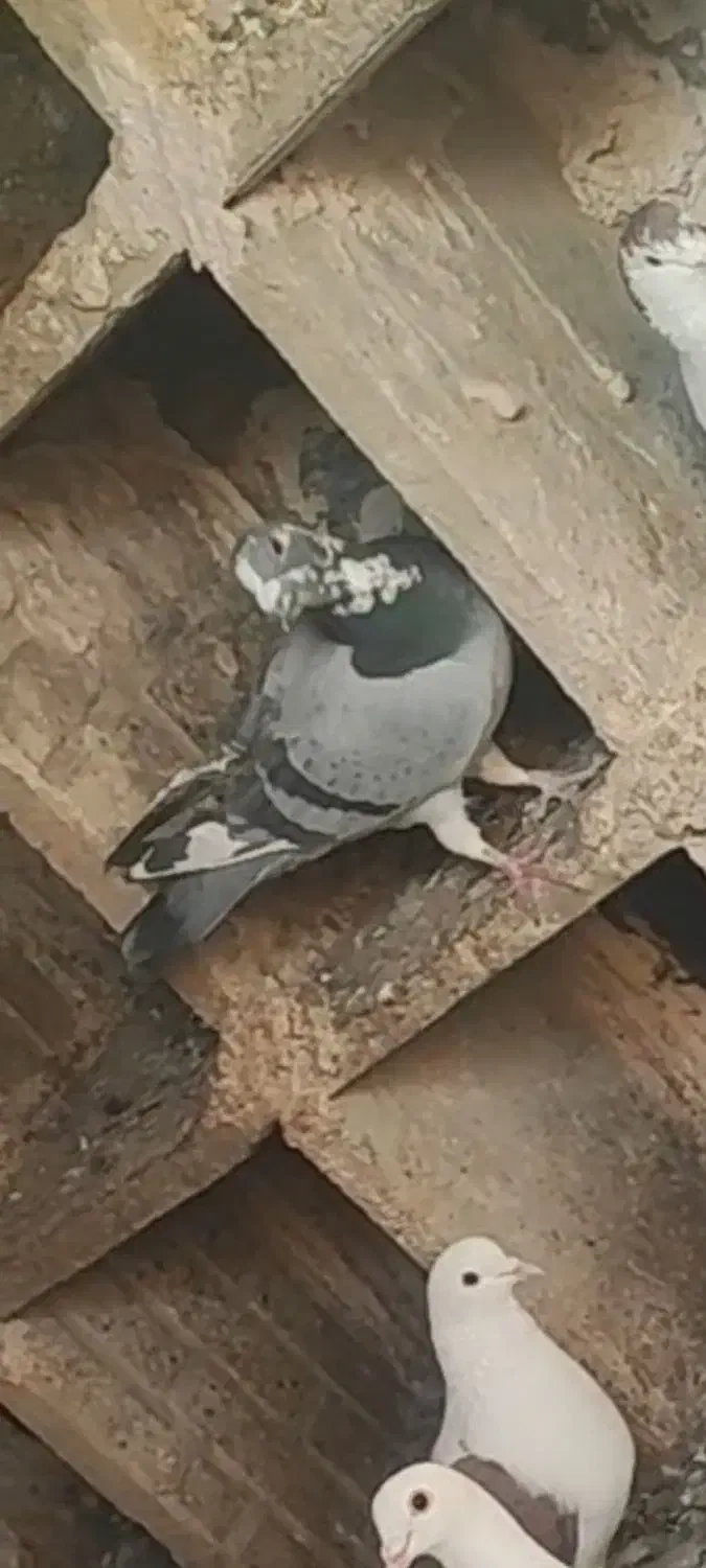 کفتر یا کبوتر گمشده|حیوانات|قوچان, |دیوار