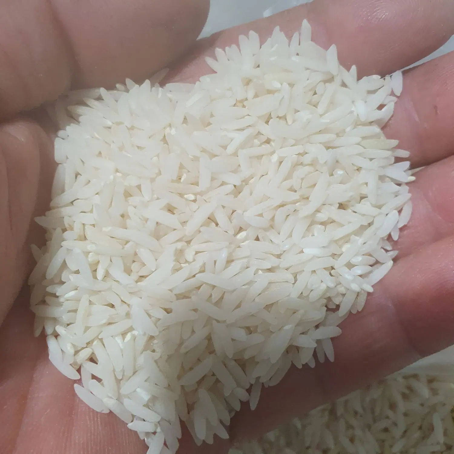 برنج|خوردنی و آشامیدنی|بندر انزلی, جهانگانی|دیوار