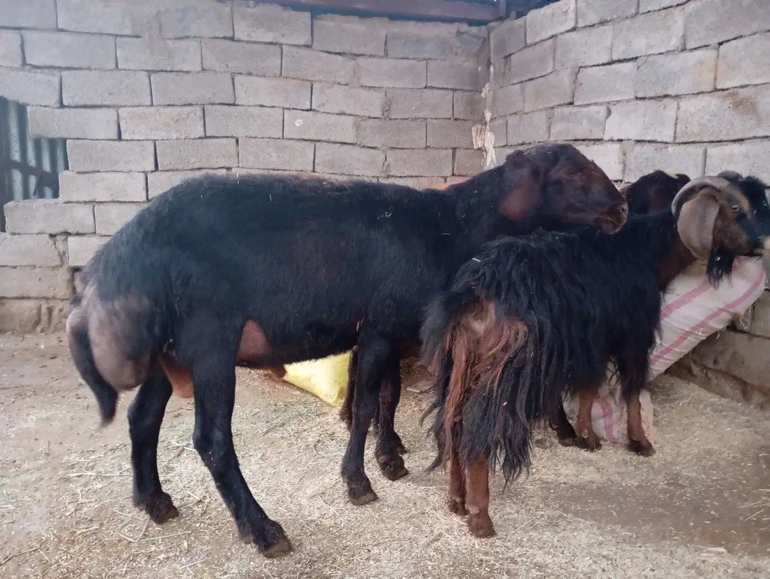 قوچغزل|حیوانات مزرعه|بروجرد, |دیوار