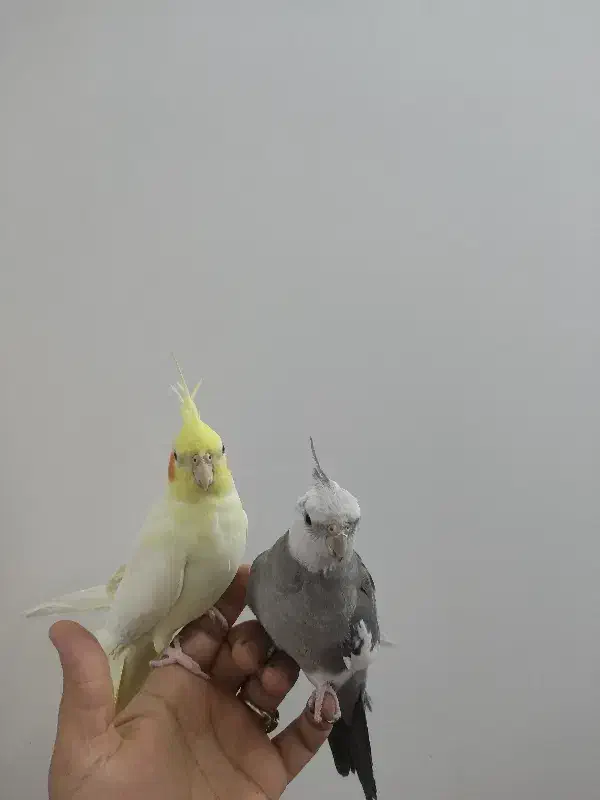 یک جفت عروس هلندی|پرنده|قم, طلاب غیر ایرانی|دیوار