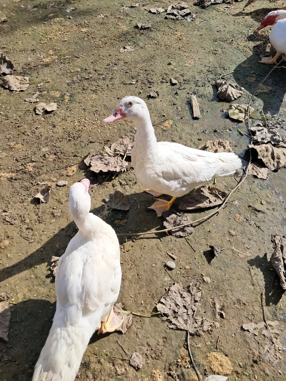 اردک اسراییلی سفید|حیوانات مزرعه|کوچصفهان, |دیوار