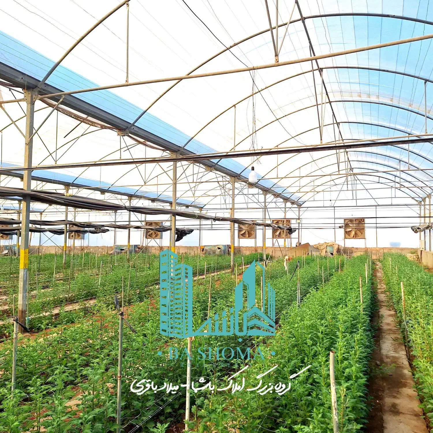 گلخانه ۲هکتاری/اسپانیایی/فول امکانات/سندتک برگ|فروش دفتر صنعتی، کشاورزی، تجاری|قرچک, پارس سرام|دیوار