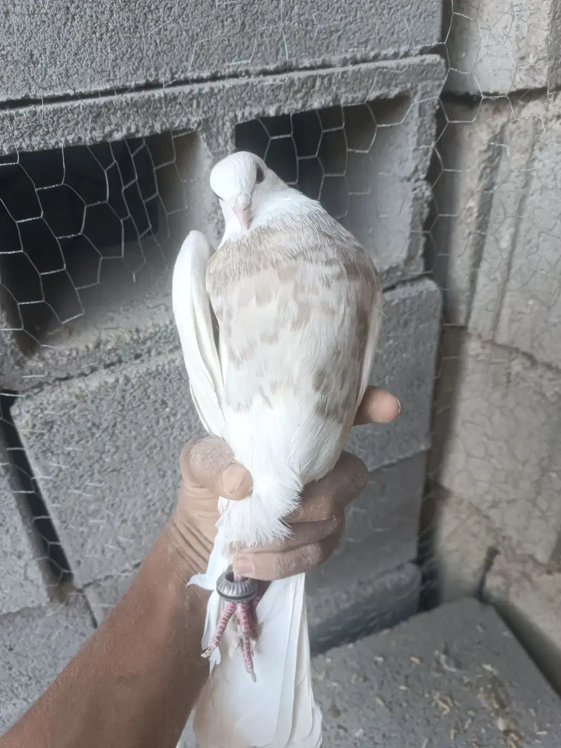 طوقی|پرنده|دهدشت, |دیوار