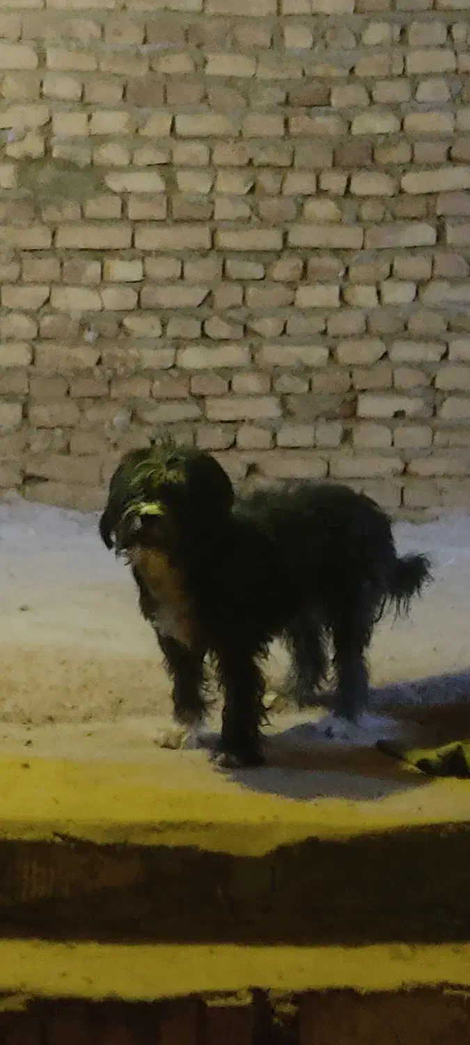 واگذاری سگ تدیر|سگ|یزد, |دیوار