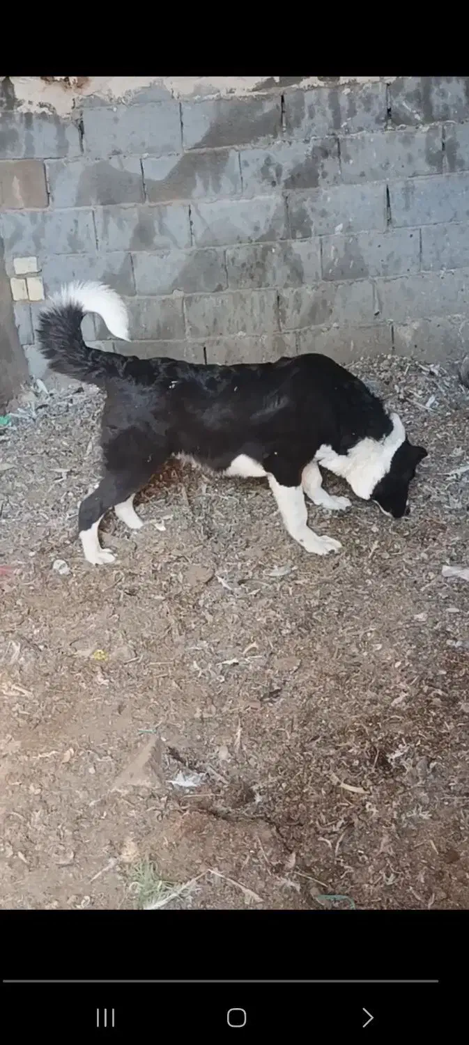 واگزاری سگ|سگ|رودشت (اصفهان), |دیوار