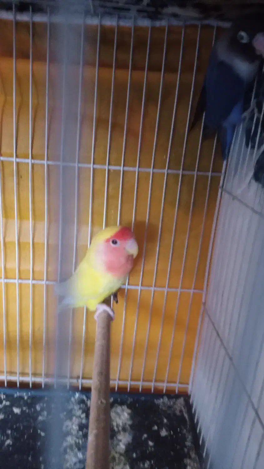 جفت کوتوله سالم درحال تخم|پرنده|مشهد, نیزه|دیوار