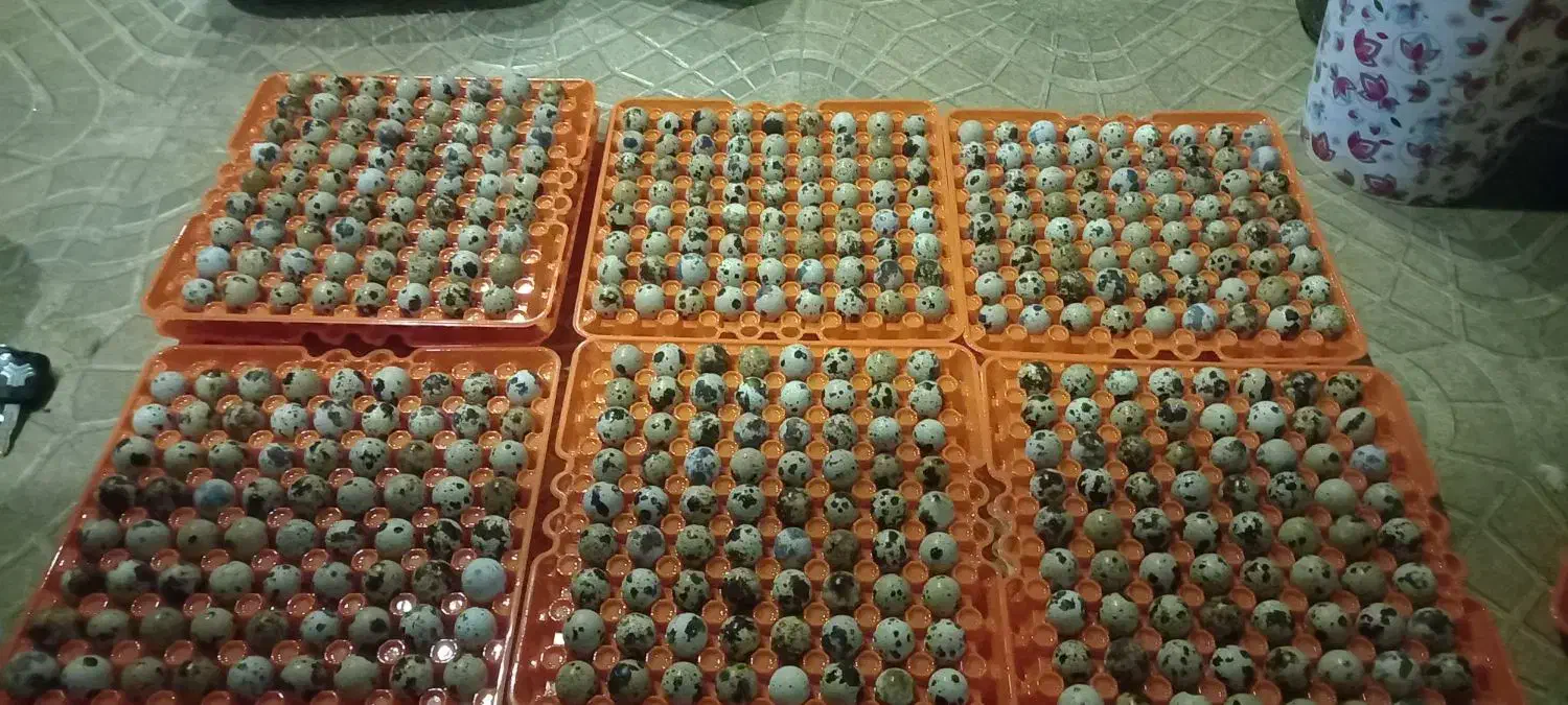 تخم نطفه دار بلدرچین|حیوانات مزرعه|خمام, |دیوار