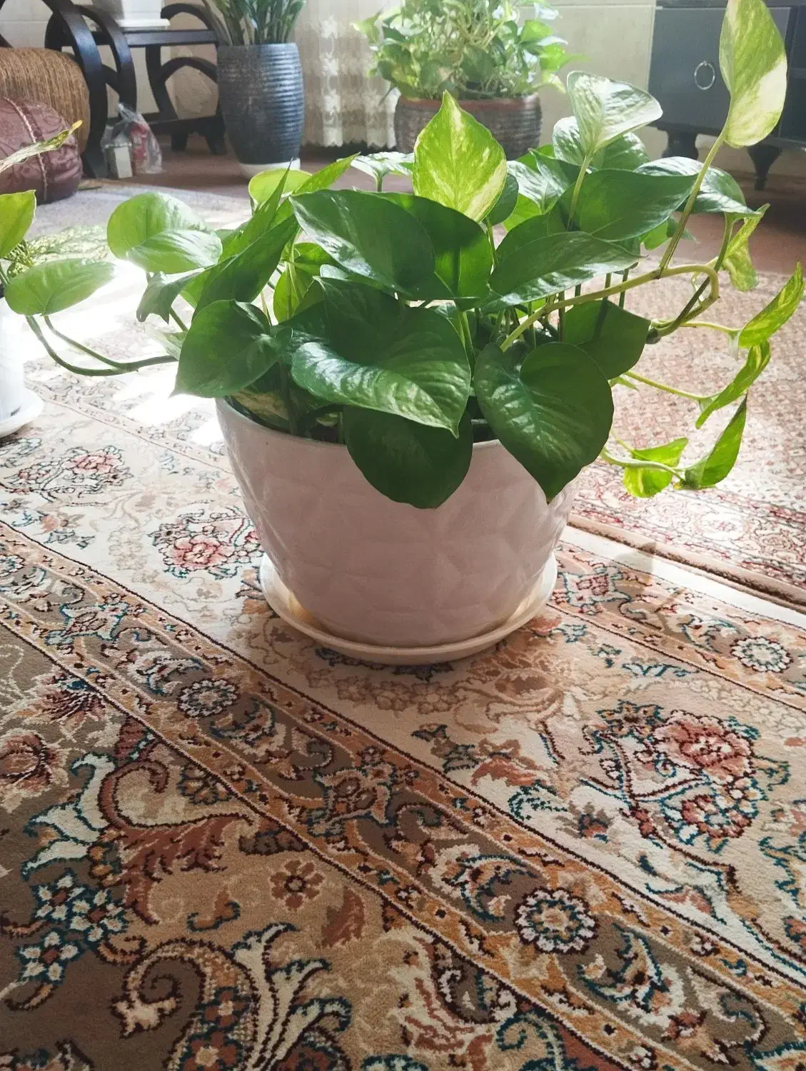 گل پتوس با گلدان|گل و گیاه طبیعی|شیراز, شهرک مهرگان|دیوار