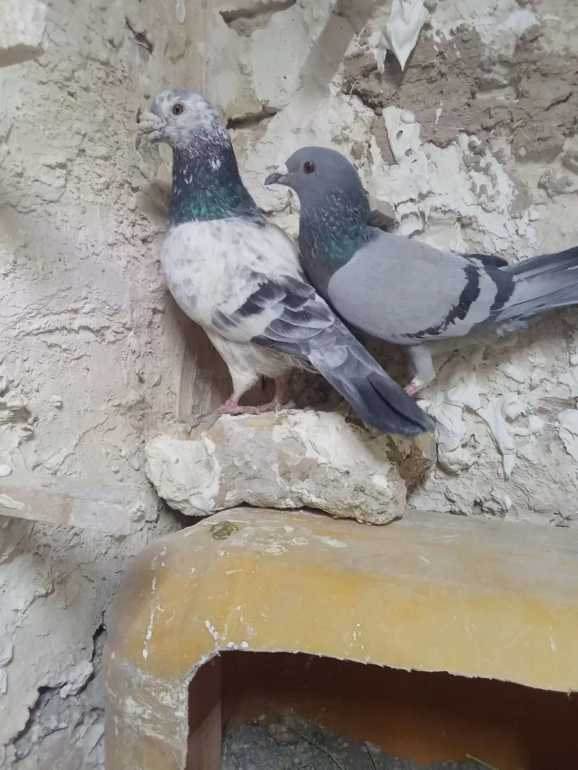 نر و ماده آلمانی|پرنده|تربتحیدریه, بالا ولایت|دیوار