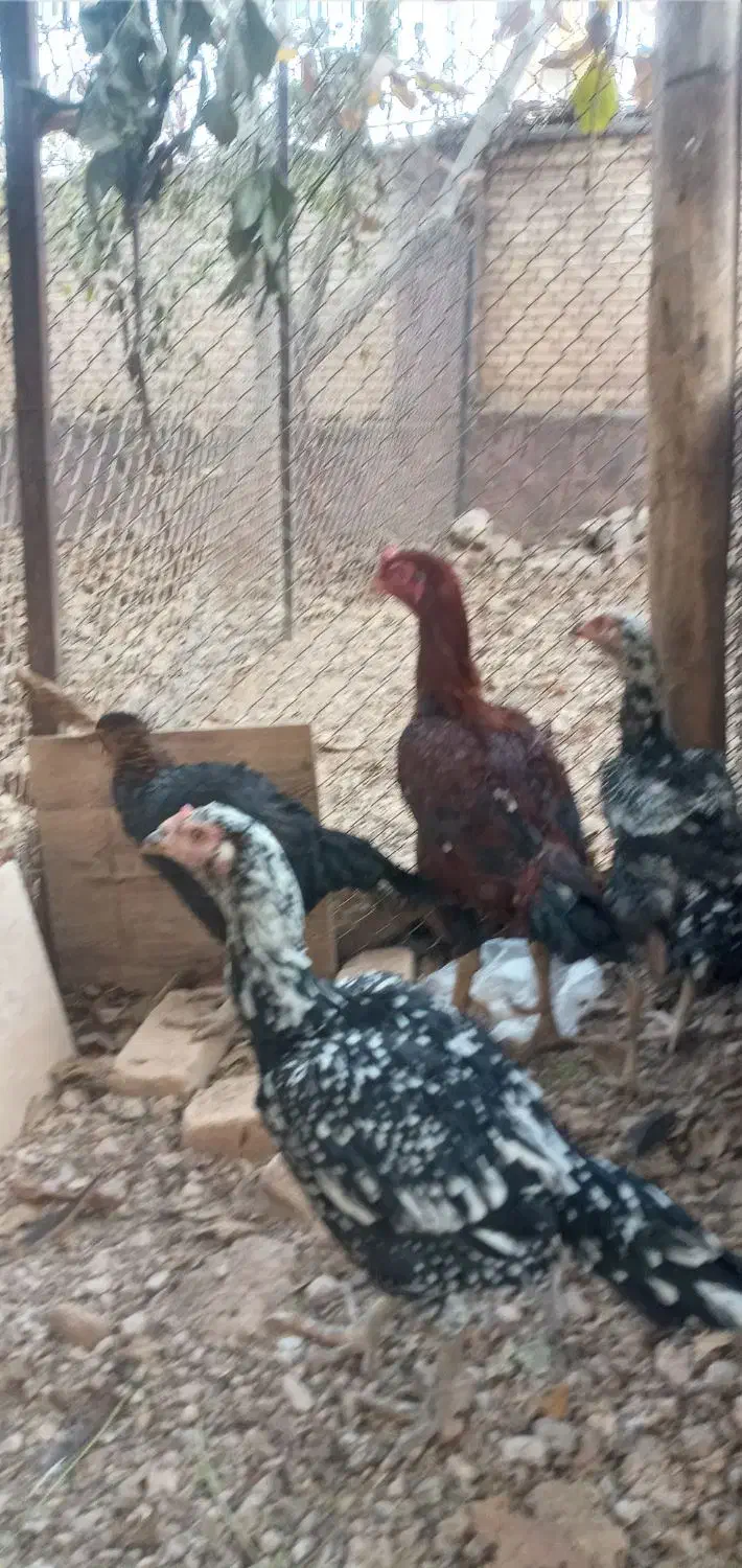 فروش مرغ وخوروس|حیوانات مزرعه|دماوند, گیلاوند|دیوار