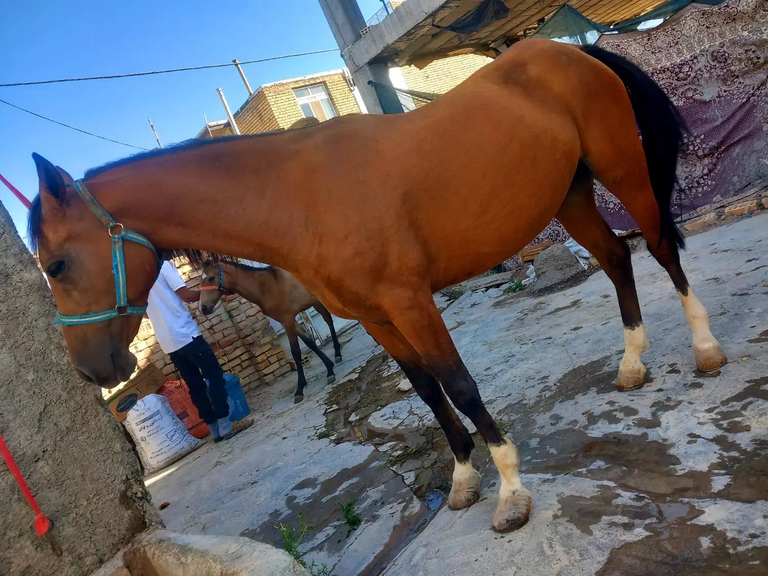 اسب مادیان ۸ما آبستن|حیوانات مزرعه|فریدونشهر, |دیوار