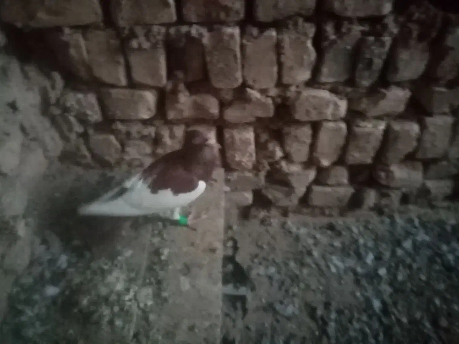 یهودی|پرنده|فرح دشت, |دیوار