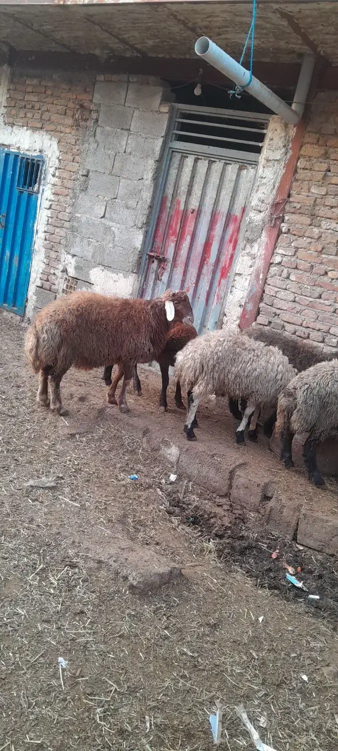 بره نر گوشتی|حیوانات مزرعه|باسمنج, |دیوار