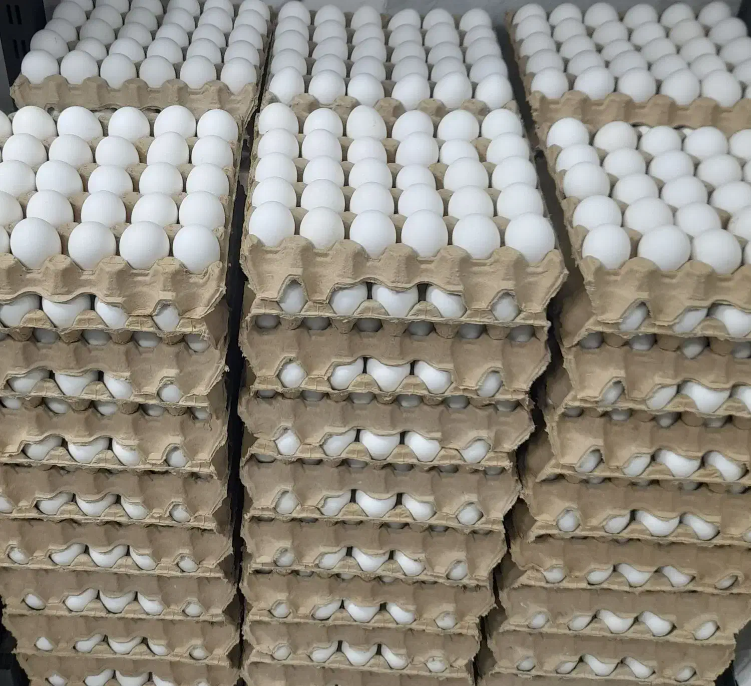 پخش تخم مرغ ساری|خوردنی و آشامیدنی|ساری, |دیوار