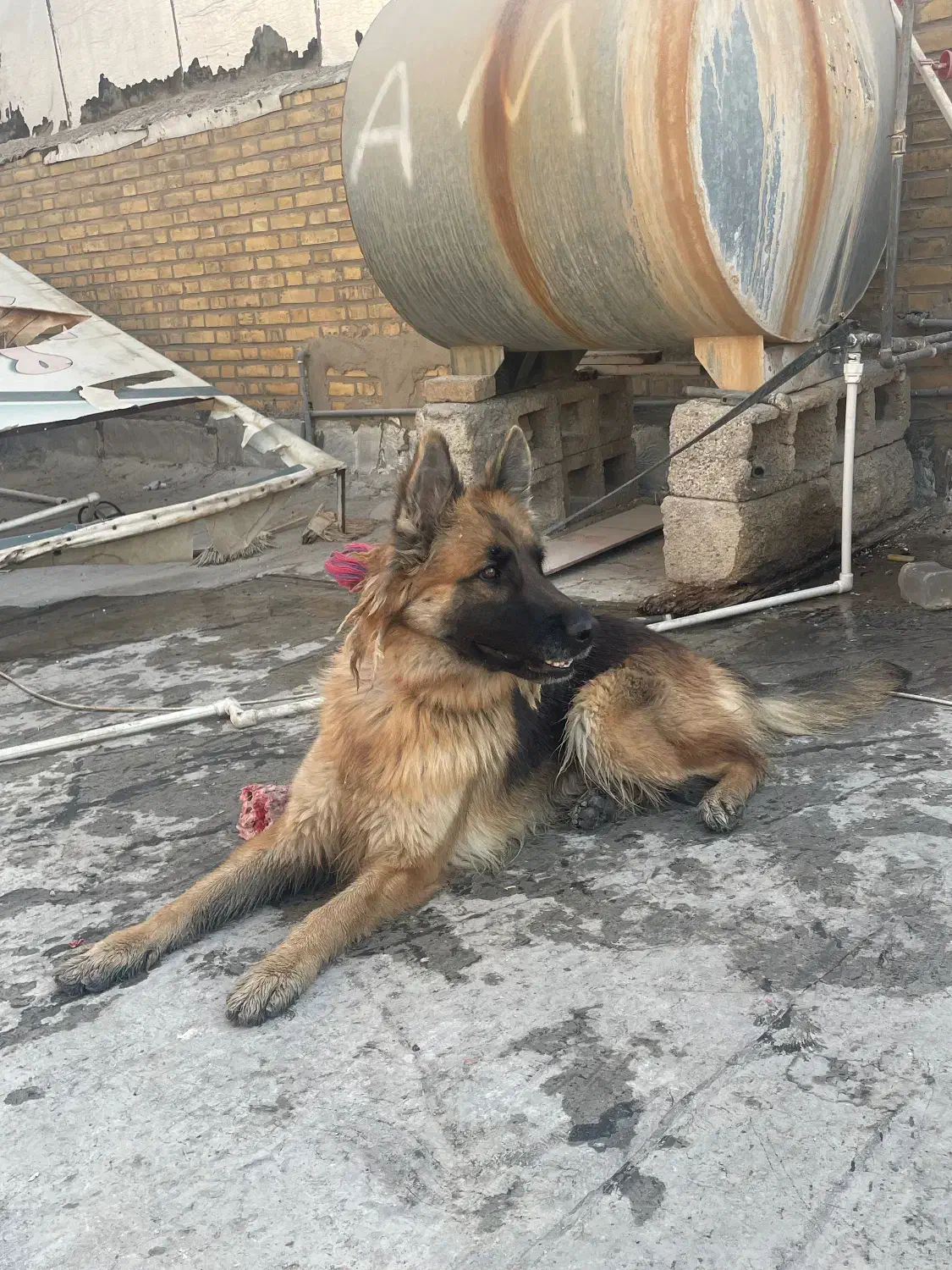 ژرمن شولاین|سگ|بهبهان, |دیوار