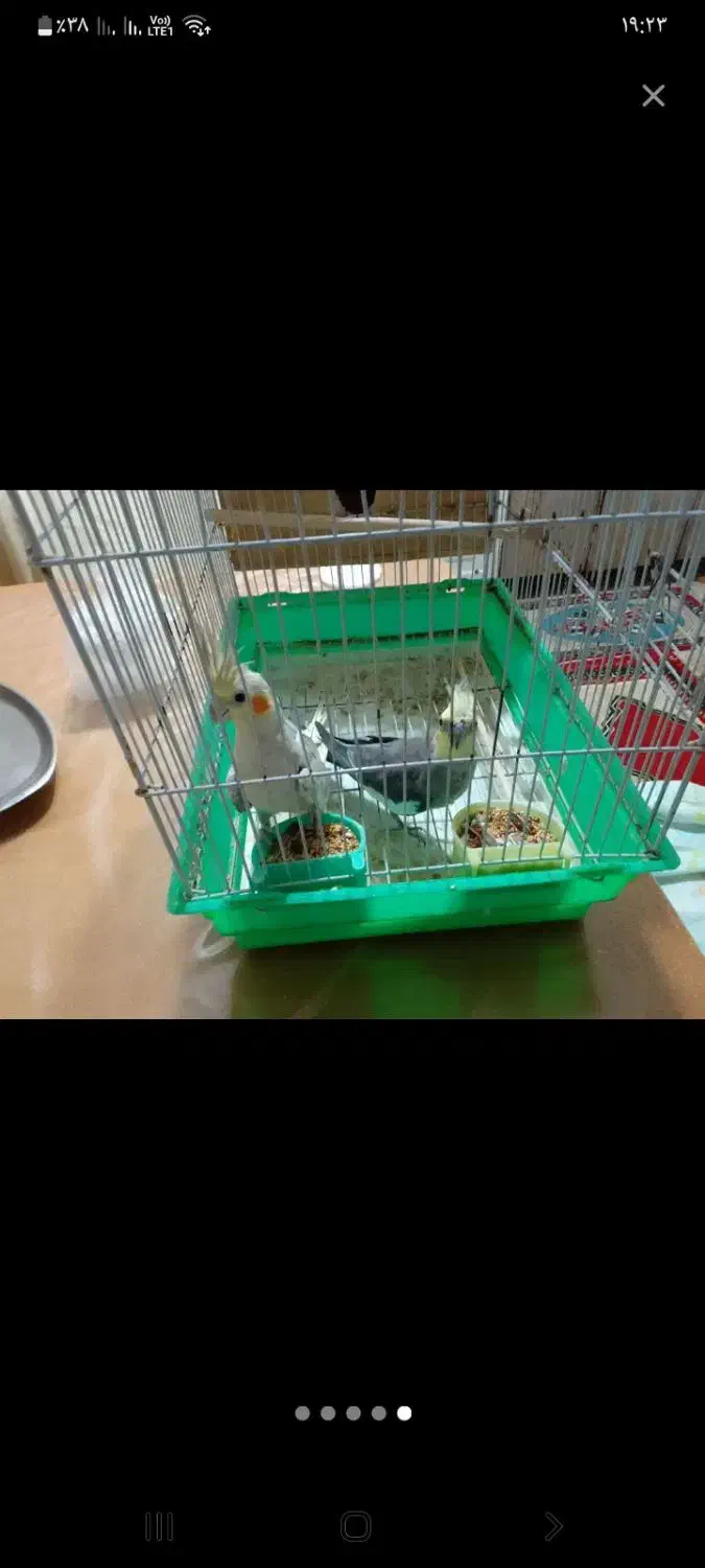 عروس هلندی|پرنده|رشت, خرسندی|دیوار