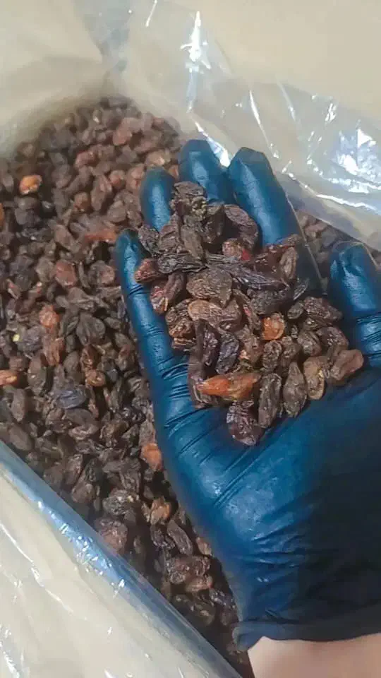 کشمش افتابی کاشمر|خوردنی و آشامیدنی|ورامین, ورامین|دیوار