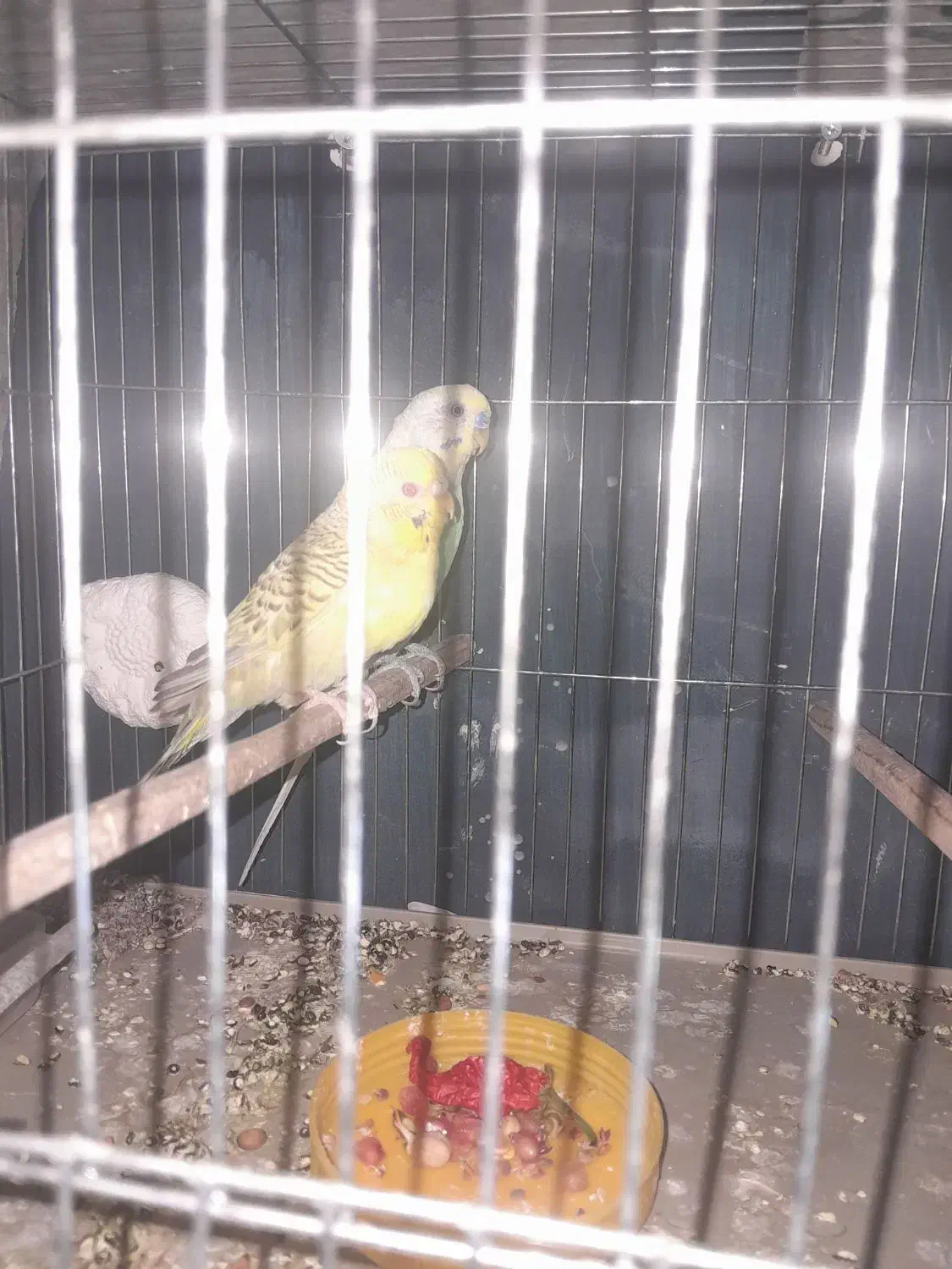 مرغ عشق مولد|پرنده|زاهدان, |دیوار