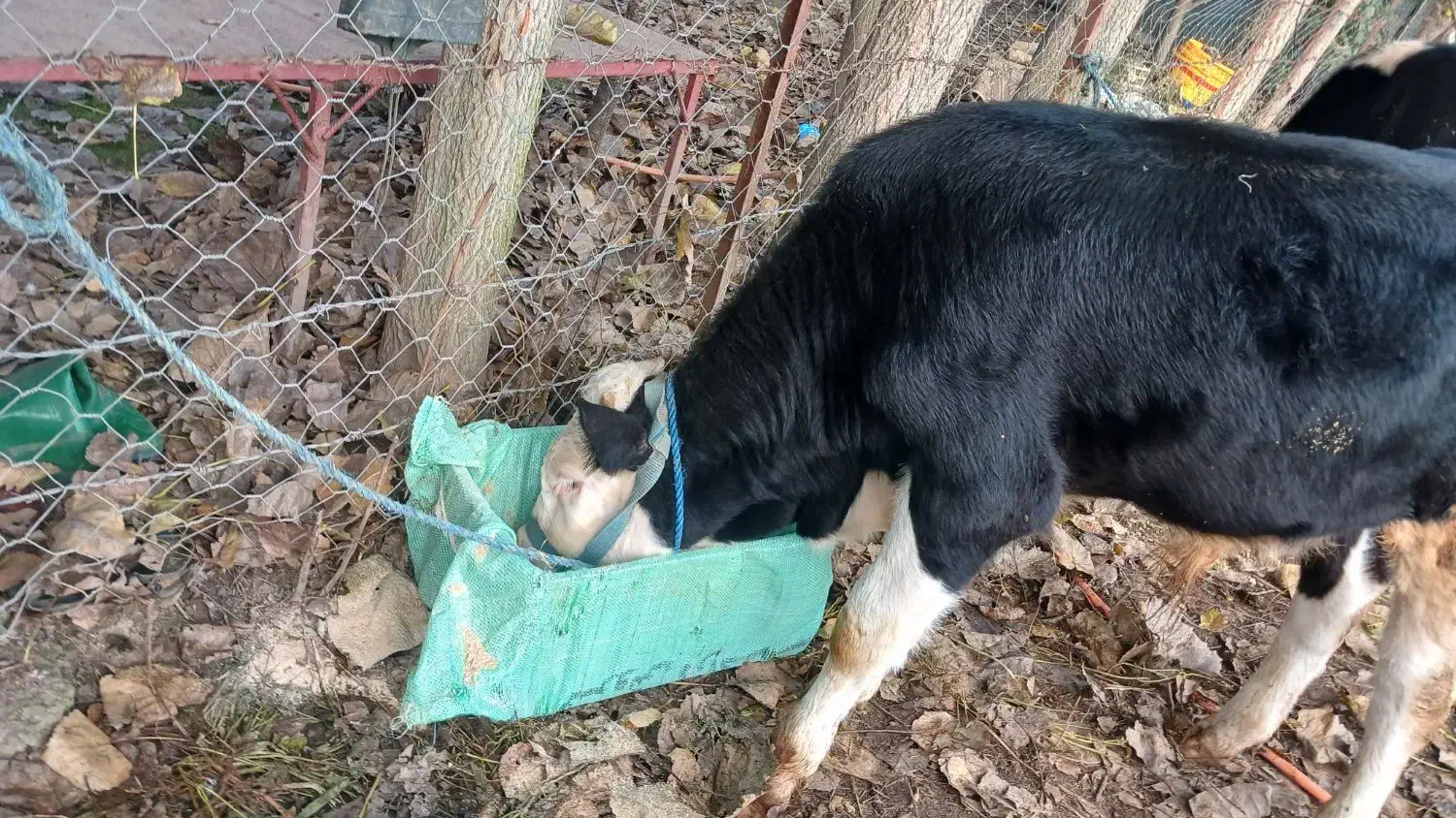 گاو شیری با گوساله نر|حیوانات مزرعه|شاندرمن, |دیوار