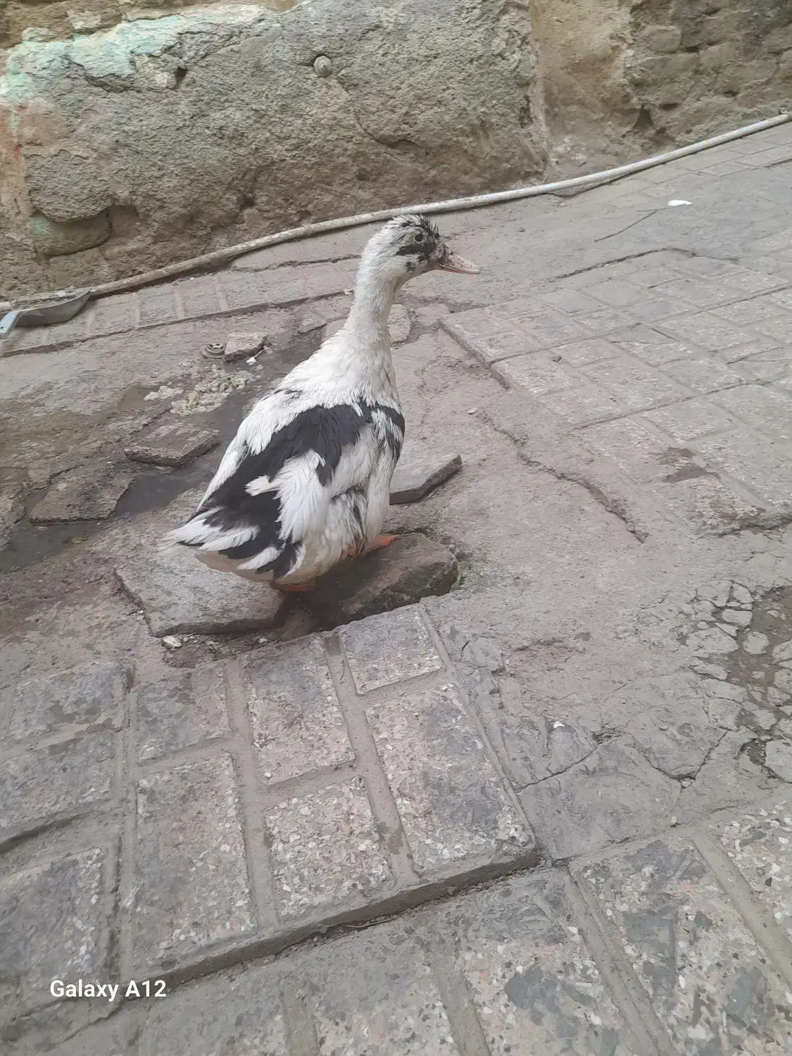 غاز|حیوانات مزرعه|مشهد, بهمن|دیوار