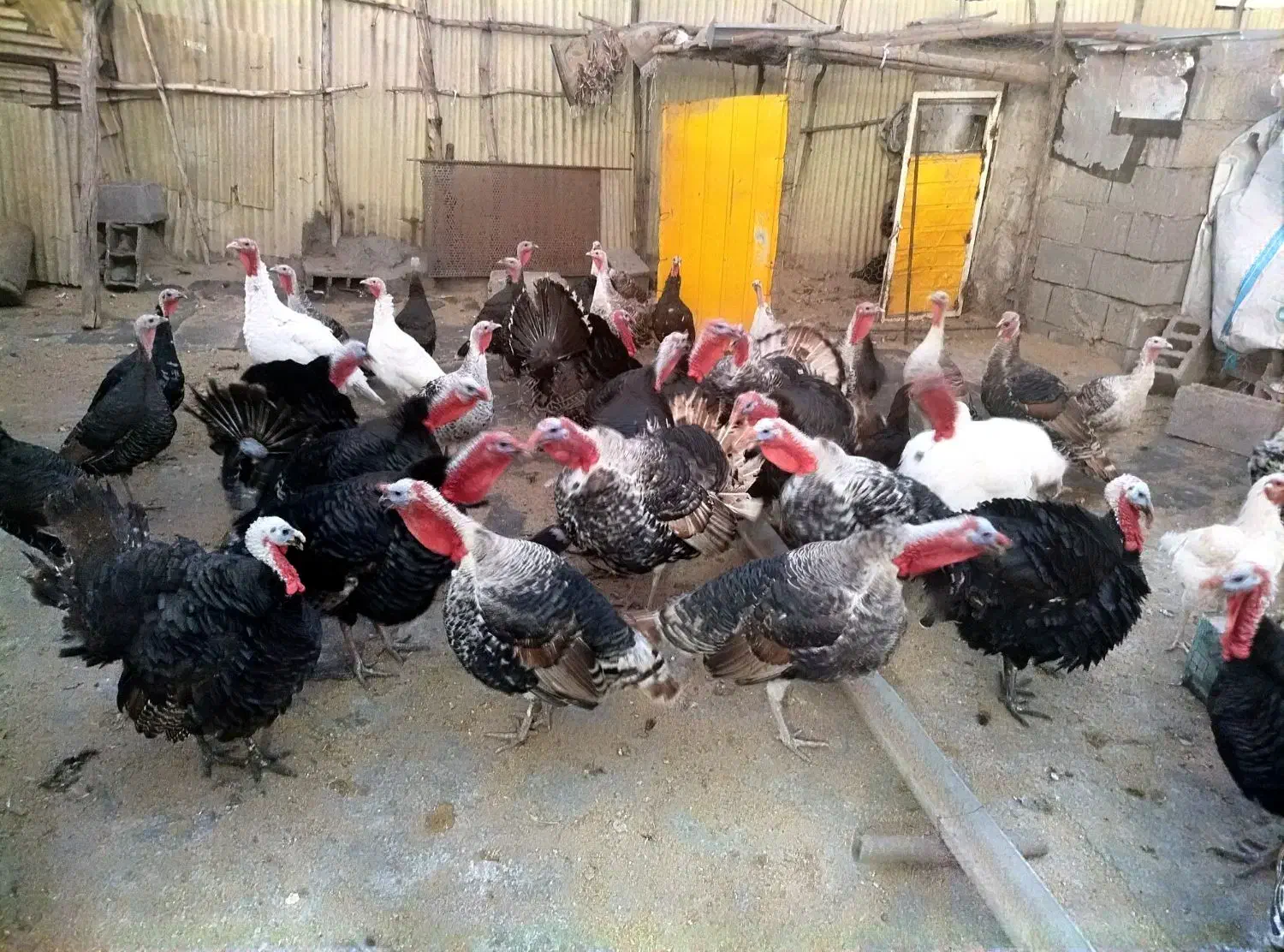 بوقلمون|حیوانات مزرعه|کرمانشاه, |دیوار