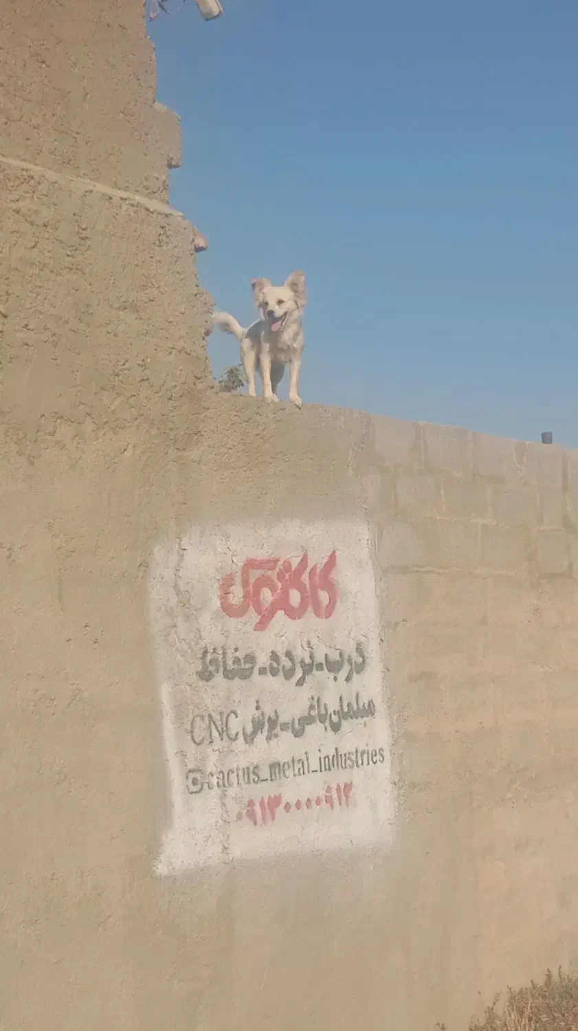 سگ پامر بومی نر هشت ماهه|سگ|ابریشم, |دیوار