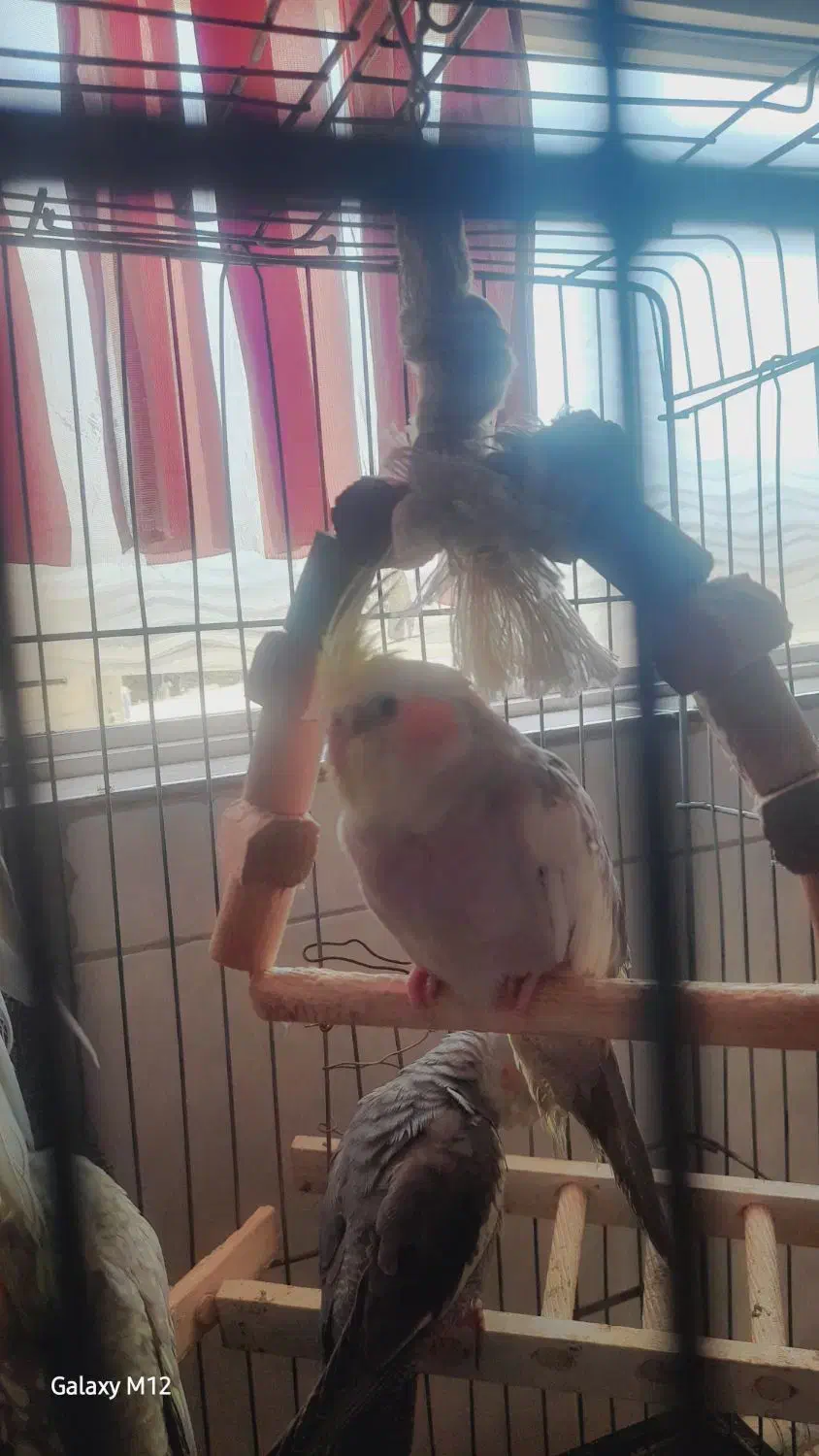 عروس هلندی ماده نژاد ابلق ۹۰۰قیمت|پرنده|بومهن, |دیوار