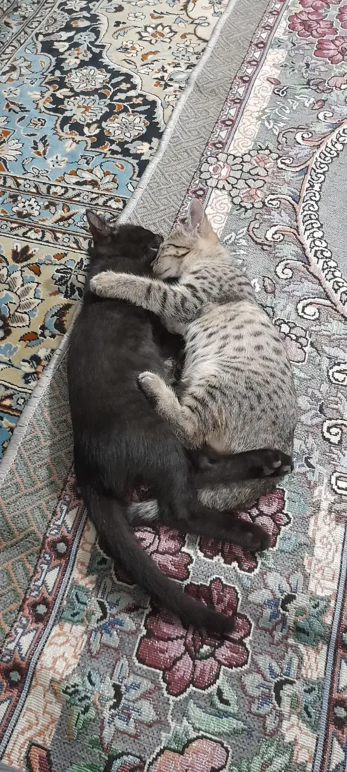 واگذاری یه بچه گربه نر عقیم شده مشکی|گربه|مبارکه, |دیوار