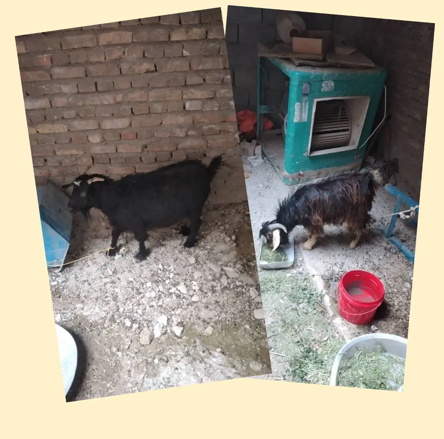 بز  نربز|حیوانات مزرعه|سراوان, |دیوار