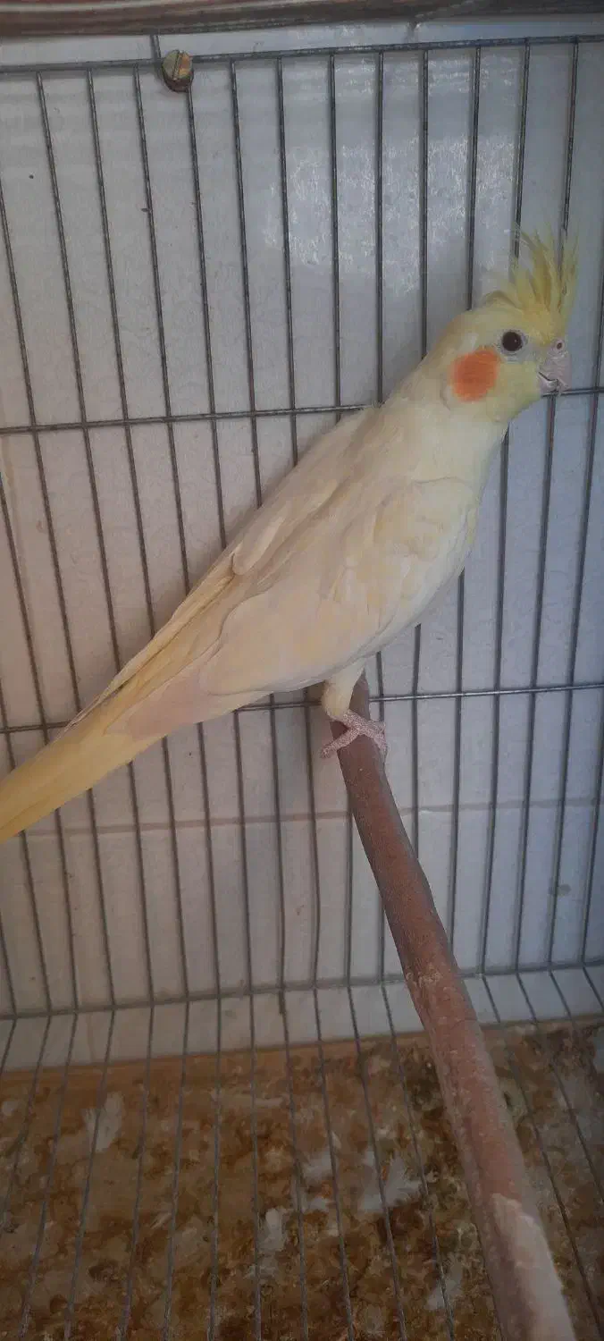 عروس هلندی ماده مست پاد ویپ|پرنده|رفسنجان, |دیوار