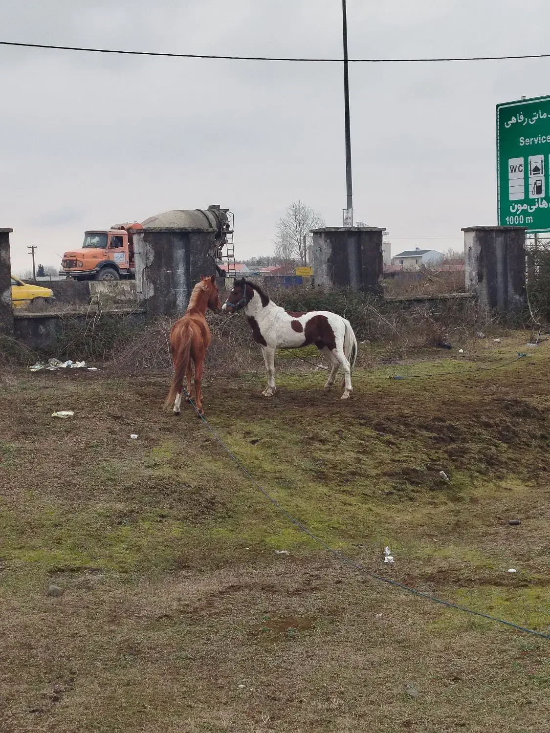 اسب گمشده|حیوانات|بندر انزلی, مسکن مهر|دیوار