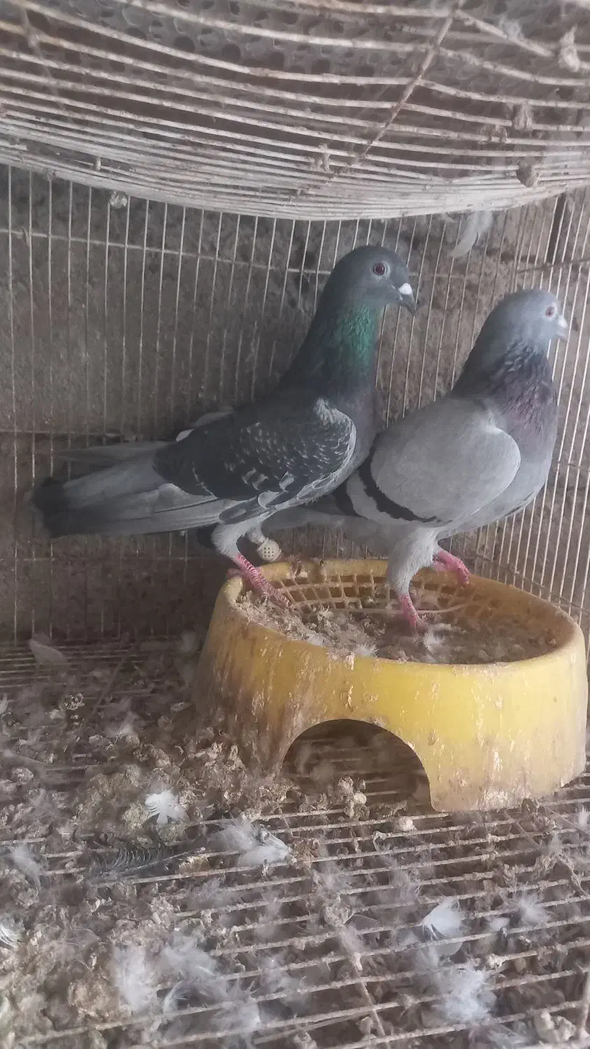 کبوتر|پرنده|میناب, |دیوار